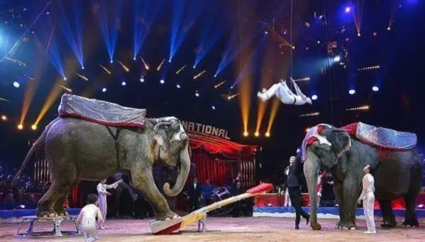 Cirque Bouglione Circus, 
