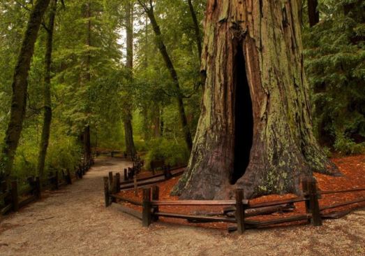 beautiful national parks in northern California, famous national parks in northern California