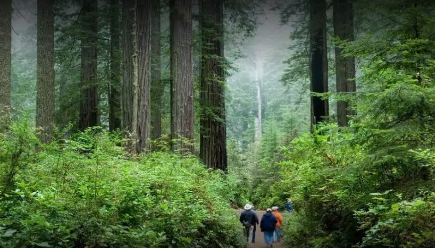 Redwood National Park plants, interesting facts about Redwood National Park, fun facts about Redwood National Park