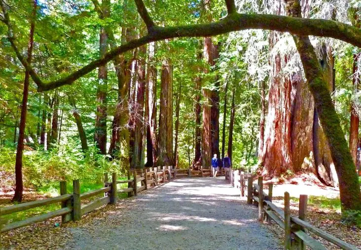  giant redwood trees, giant redwoods California, Trees in California, best trees in California