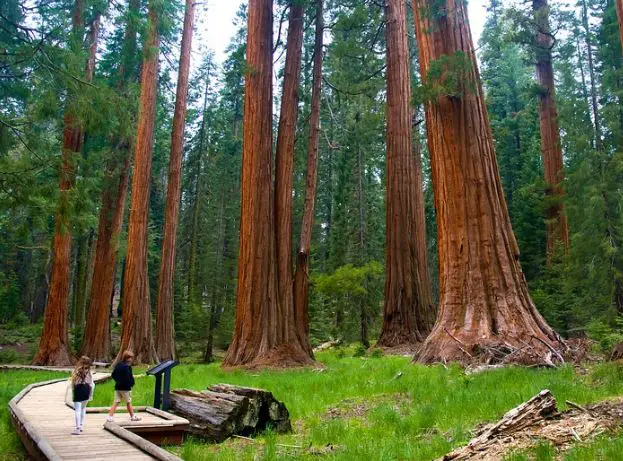 giant redwood trees, giant redwoods California, Trees in California