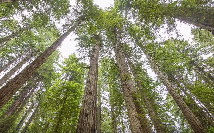 facts about the redwood tree, redwood forest facts