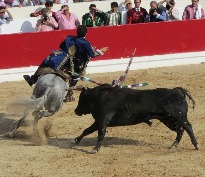 Bullfighter Drammen