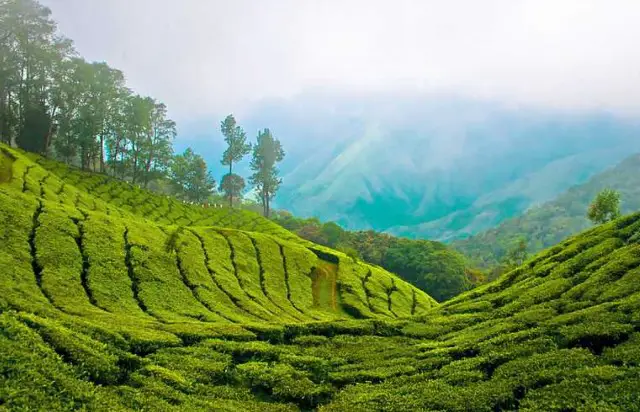 hill station in Kerala to visit, 20 famous hill station of Kerala, a popular hill station in Kerala, Wayanad hill station in Kerala, beautiful hill station of Kerala