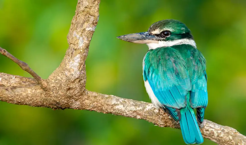 10 Nature & Wildlife Tours in West Bengal Best Safari Rides of West