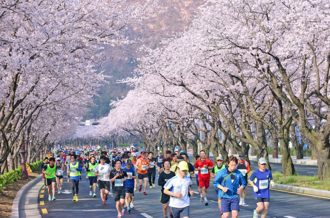 Gyeongju Cherry Blossom Festival