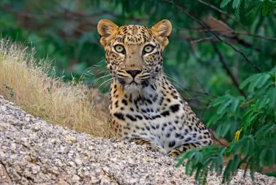  most-visited safari of West Bengal, famous wildlife tour in West Bengal, jeep safari tour of West Bengal, must-visit wildlife tour of West Bengal, best wildlife tour in West Bengal, wildlife tour of West Bengal
