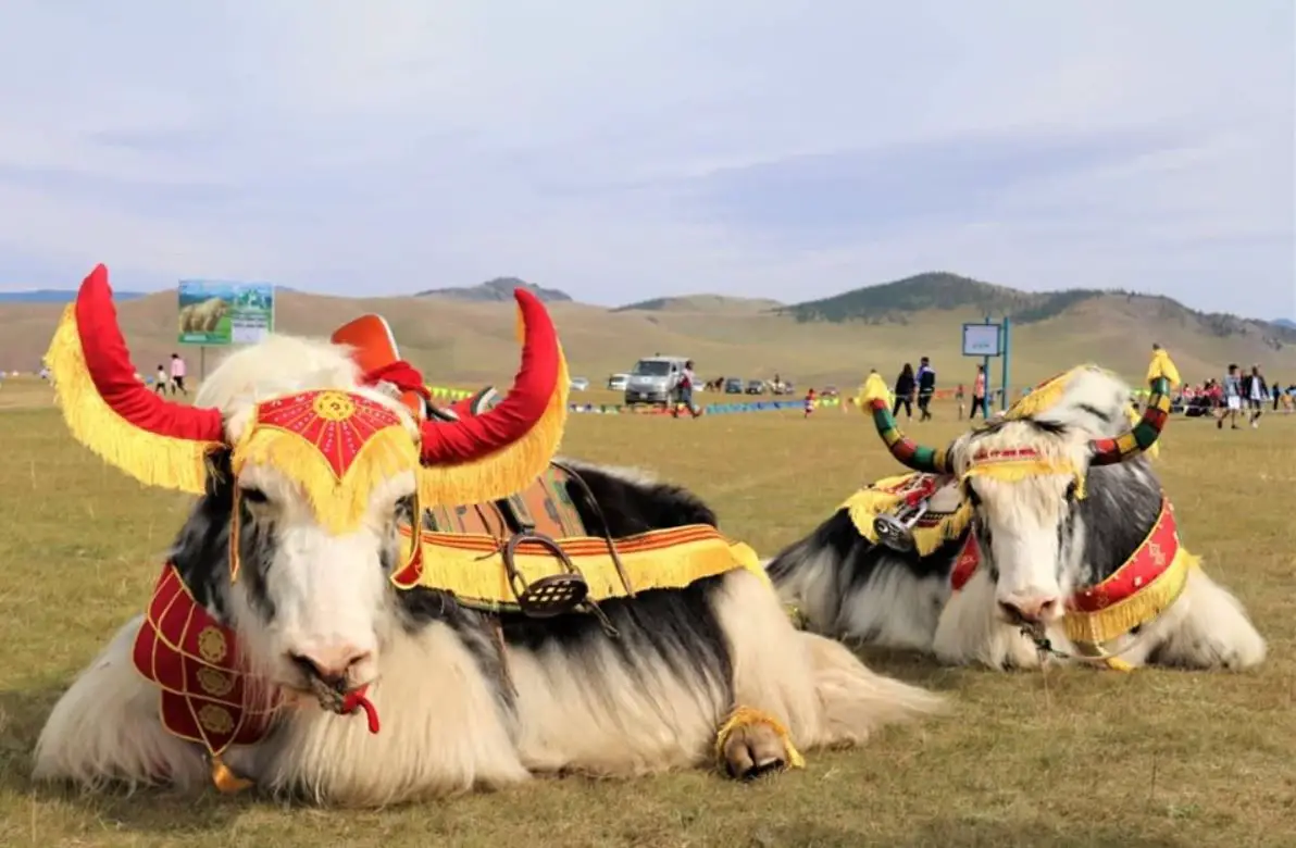 Top Summer Festivals in Mongolia in July, Summer Festivals Celebrated in Mongolia in July, summer festivals in Mongolia in July, top fest in Mongolia in July, summer festivals in Mongolia in July, List of Famous Summer Fest in Mongolia in July