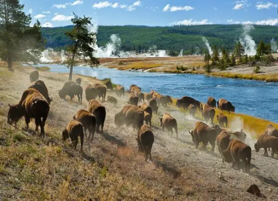 brief travel guide of Yellowstone national park, best national park of the USA, best things to see at Yellowstone National Park, best time to visit Yellowstone National Park, wildlife tours in Yellowstone, famous activity to do in Yellowstone National Park, best thing to do in Yellowstone national park, top activity to do in Yellowstone National Park,