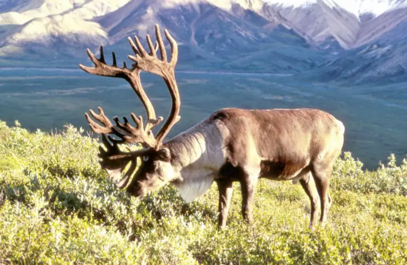 Norway is the home to the maximum number of wild reindeer in Europe most fascinating facts about Oslo, Norway, most interesting facts about Norway, weird facts about Norway, Top 15 facts about Norway