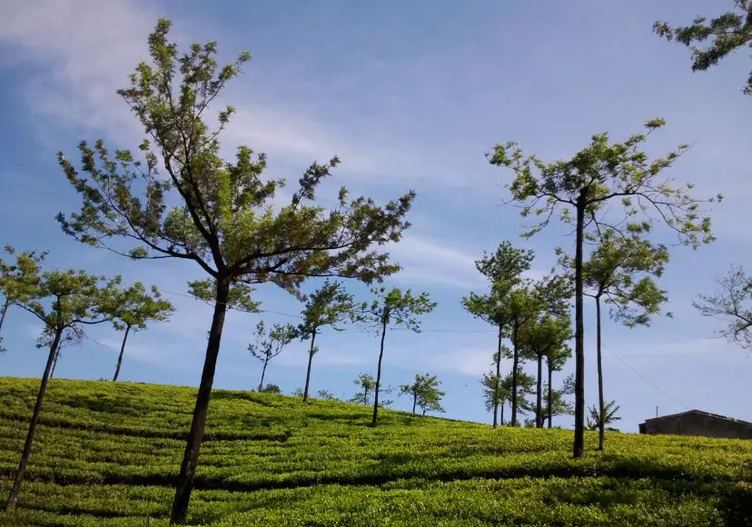  Munnar famous places, top attractions in Munnar, trip to Munnar, attractions in Munnar