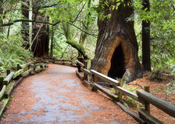  redwood trees in California, giant redwood trees, giant redwoods California