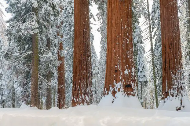 places to see redwood trees in California, best places to see redwood trees in California, redwood groves