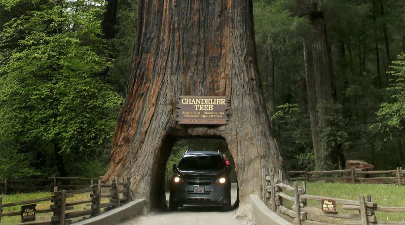  giant redwood trees, giant redwoods California, Trees in California