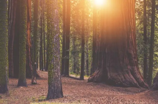 redwood trees California, redwood trees in California, giant redwood trees