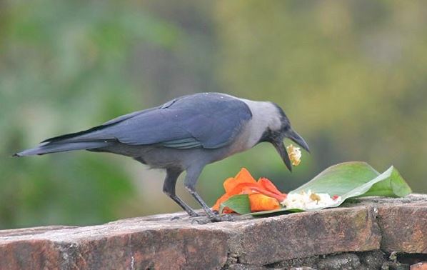 Diwali In Nepal, Diwali celebration in Nepal 