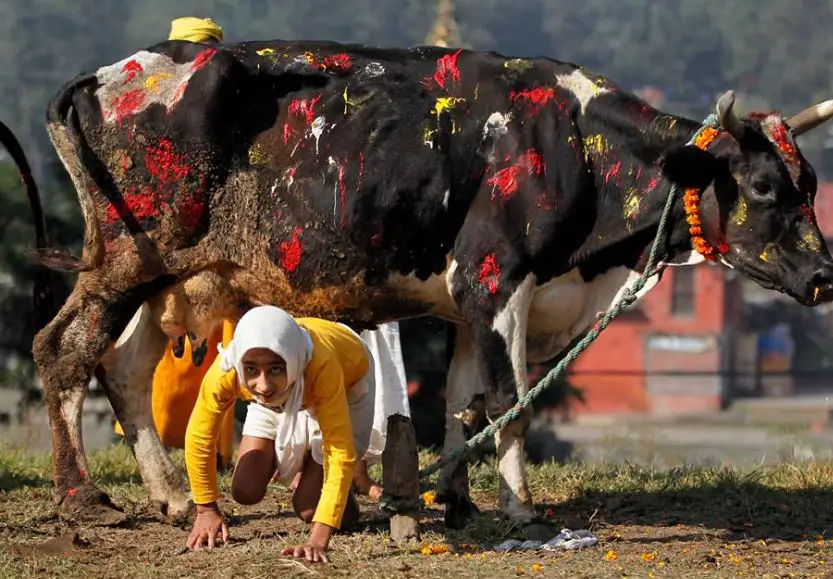 Diwali In Nepal, Diwali celebration in Nepal 