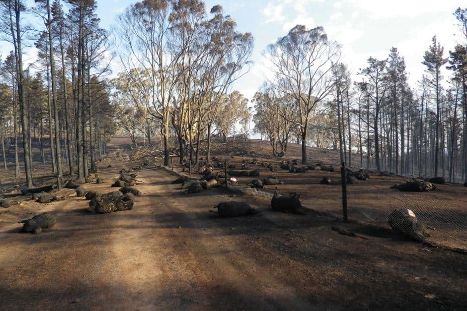 Australia’s Deadly Wildfires