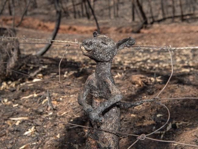 Australia’s Deadly Wildfires