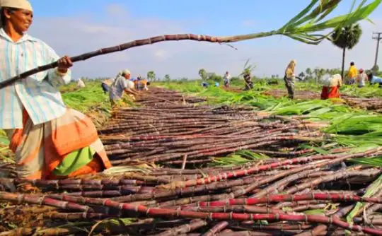 Chennai very famous, Chennai well known for Sarees, What Chennai is Famous for