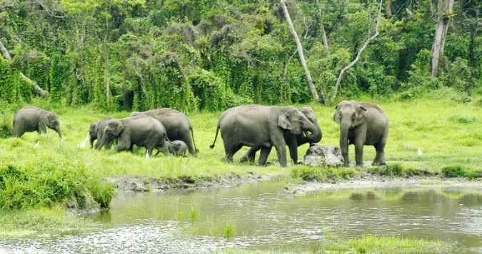 must-see Hill stations of West Bengal, 10 popular hill stations of West Bengal, a hill station in West Bengal, top hill stations in West Bengal, the hill station of West Bengal