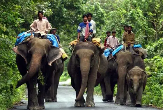 exciting wildlife tours of West Bengal, most-visited safari of West Bengal, famous wildlife tour in West Bengal,