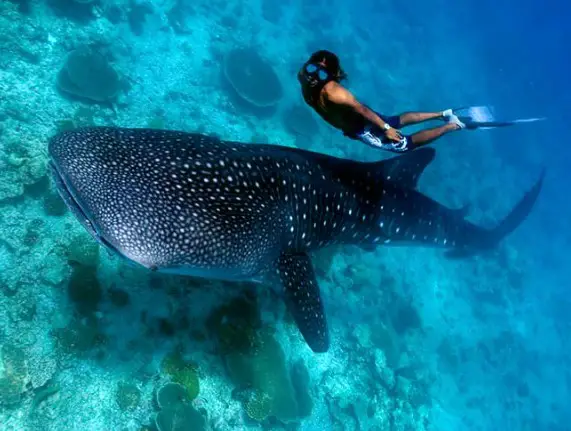 top summer holiday destination in the Maldives, popular destination to visit in the Maldives for summer, places in the Maldives for summer trips 