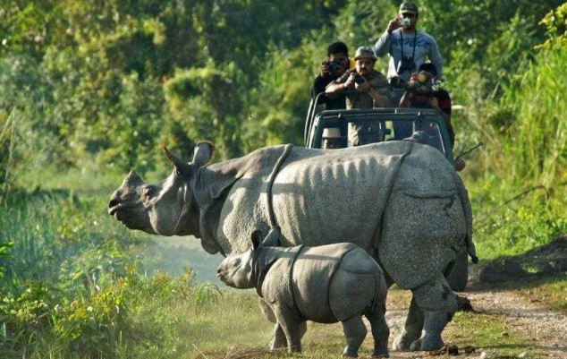  most-visited safari of West Bengal, famous wildlife tour in West Bengal, jeep safari tour of West Bengal, must-visit wildlife tour of West Bengal, best wildlife tour in West Bengal, wildlife tour of West Bengal