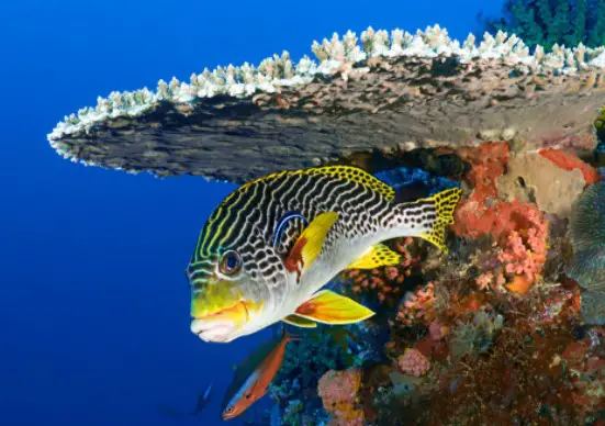 top summer holiday destination in the Maldives, popular destination to visit in the Maldives for summer, places in the Maldives for summer trips 