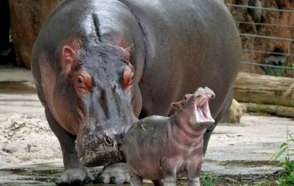 things to do in Tennessee this weekend, 10-weekend things to do in Tennessee, the best thing to do in Tennessee, famous things to do in Tennessee, thing to do in Tennessee this weekend, what to do in Tennessee this weekend? things to do in Tennessee,