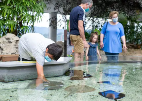 things to do in Tennessee this weekend, 10-weekend things to do in Tennessee, the best thing to do in Tennessee, famous things to do in Tennessee, thing to do in Tennessee this weekend, what to do in Tennessee this weekend? things to do in Tennessee,