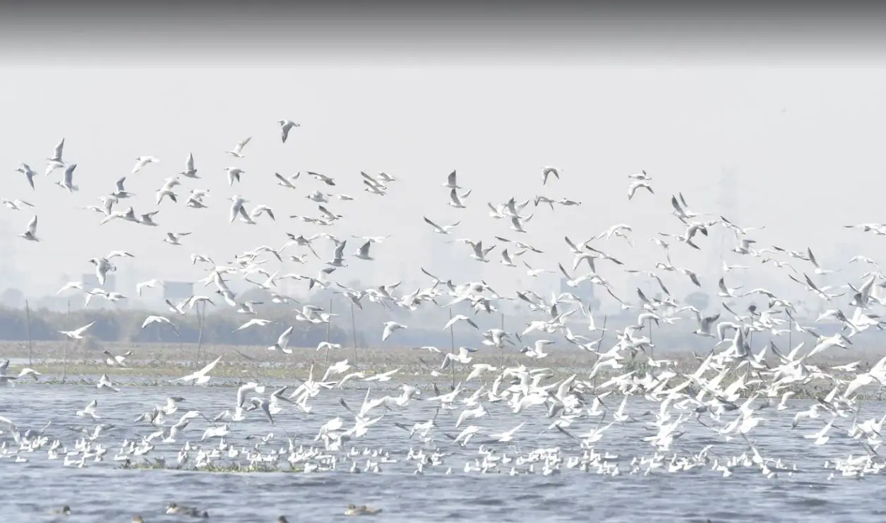 Okhla Bird Sanctuary