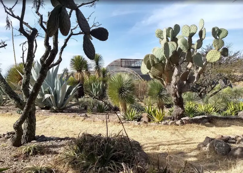 spectacular public parks and gardens in Mexico,national parks located in Mexico,beautiful parks in Mexico,public parks and gardens in Mexico City,Bosque de Chapultepec park in Mexico,top-rated public park in Mexico,man-made park in Mexico,popular botanical gardens in Mexico City