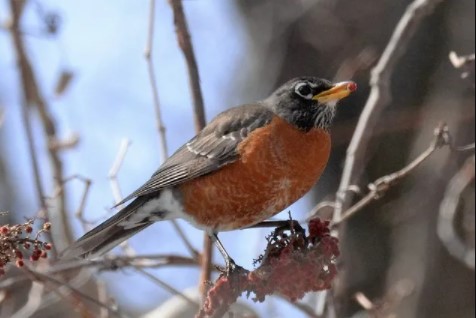  places to explore in Montreal for Christmas, top places to visit in Montreal, best spot to celebrate Christmas in Montreal