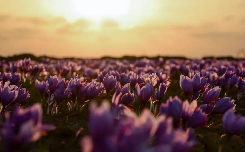 saffron festival in Kashmir, houseboat festival in Kashmir, cultural festivals in Kashmir in November, Kashmiri festivals in November, cultural festivals in India, trip to Kashmir